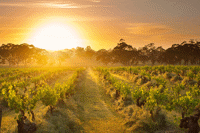 Barossa Valley Vineyards 1920X800