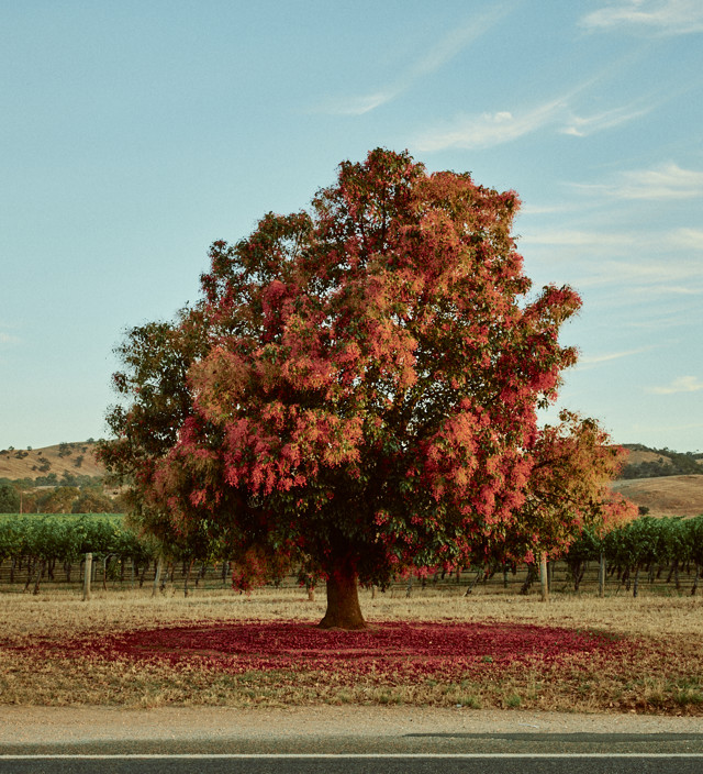 Autumn in South Australia