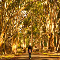 Person Walking past tall trees in Belair National Park 