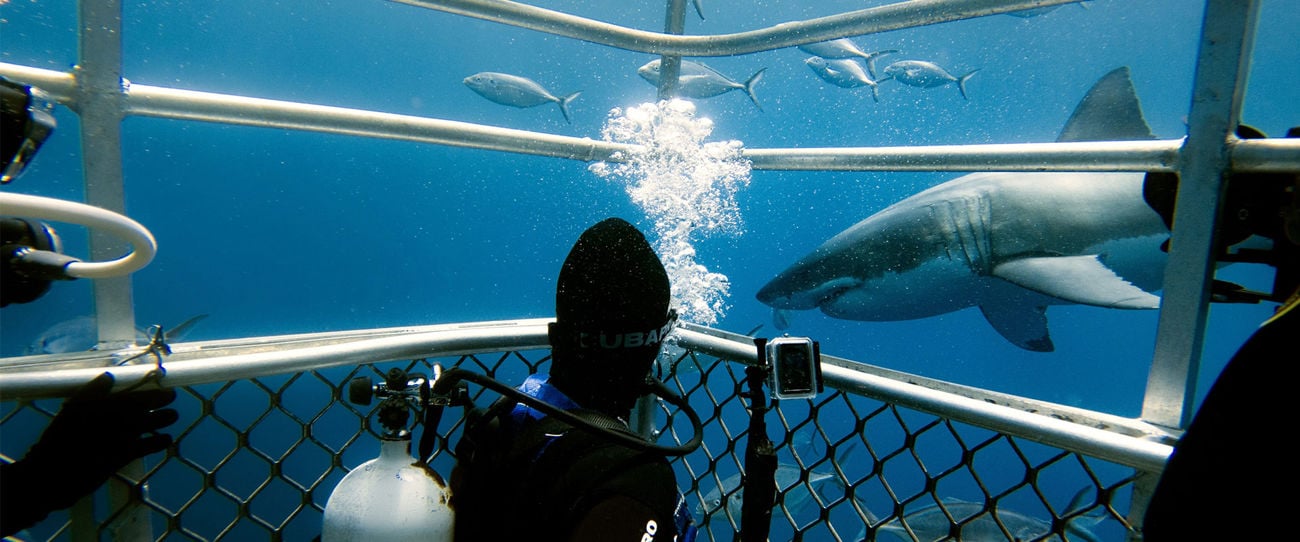 Rodney Fox Shark Expeditions