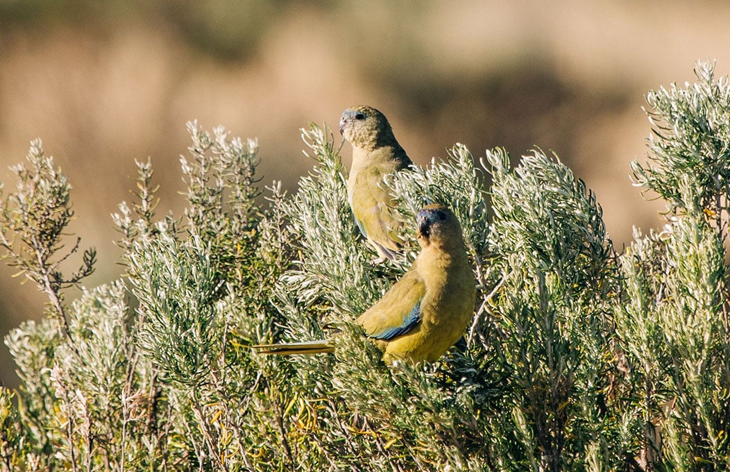 Two Rock Parrots sitting in shrub in Louth Bay on the Eyre Peninsula 
