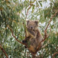 A koala looking directly at you sits in a green eucalyptus tree at Mikkira Station 