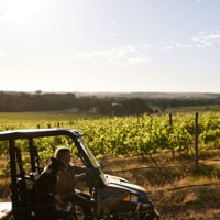 Woman and her Border Collie next to her driving the buggy around the vineyards of Gemtree Wines 