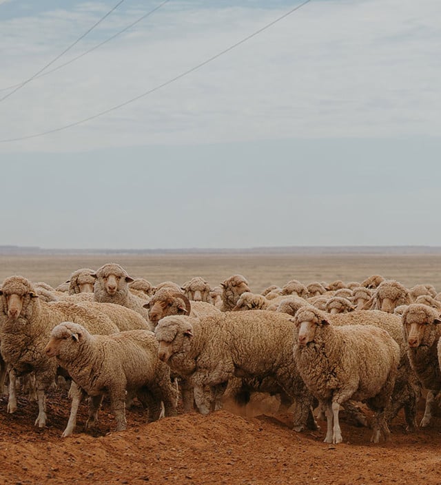 South Australian Stories
