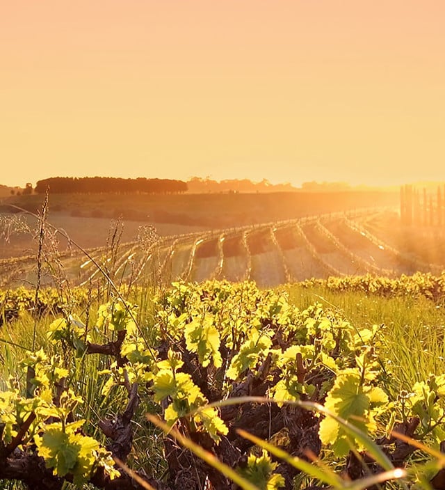 What's on in the Fleurieu Peninsula