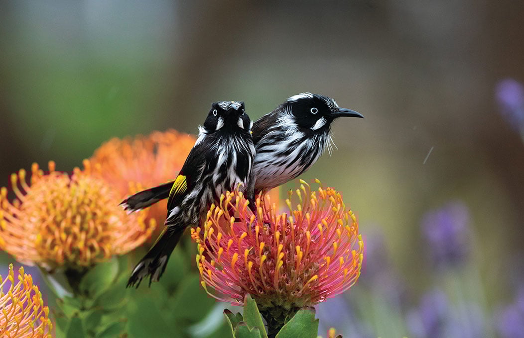 Two New Holland Honeyeaters perched on a bright orange and fuchsia Protea in Penneshaw on Kangaroo Island