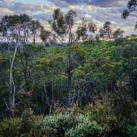 Fungi glowing in the dark at Mark Oliphant Conservation Park 