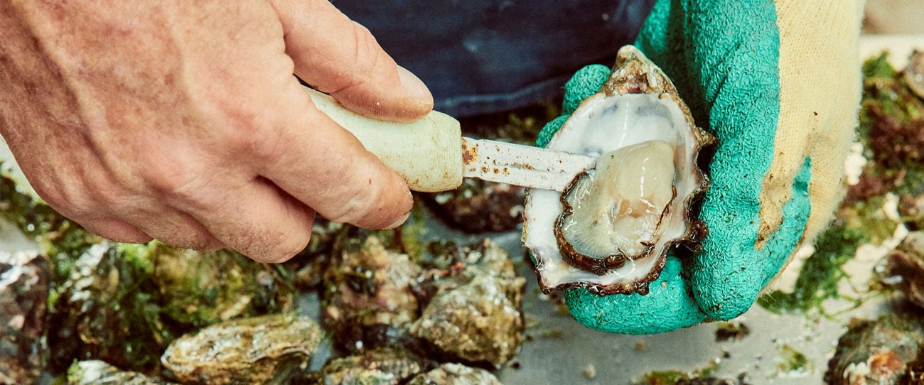 KI Oysters