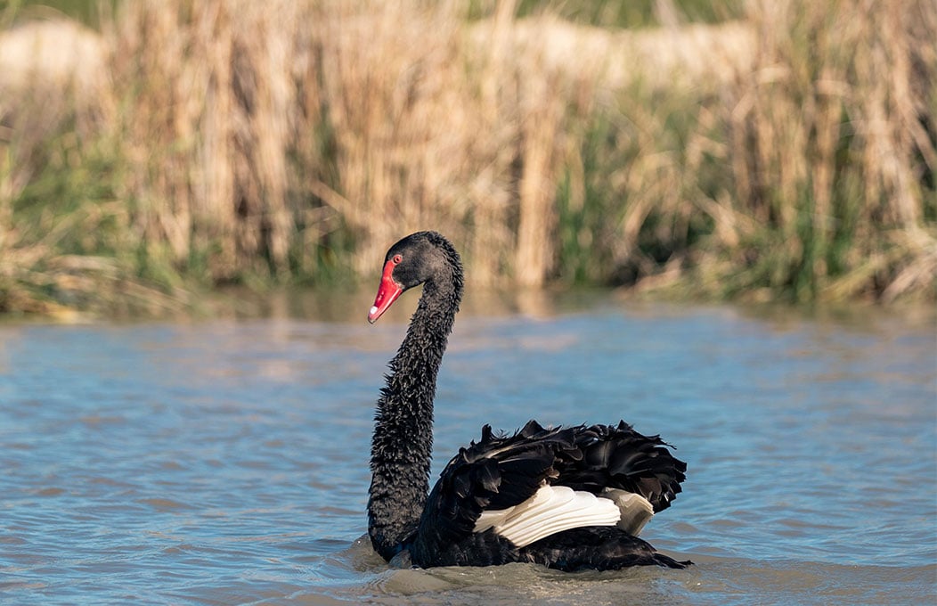 A Black Swan gliding along the Murray River in the Riverland