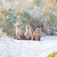 Three seals perched together in the sandy shores of Seal Bay on Kangaroo Island