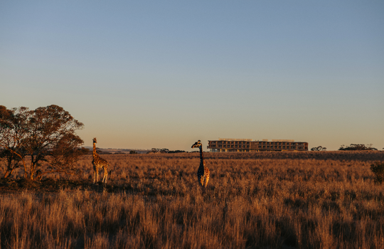 up close rhino at Monarto Safari