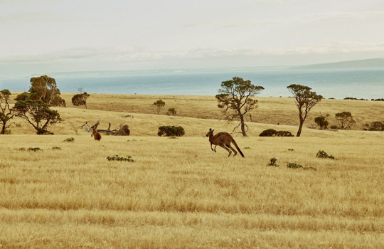 Port Willunga, Fleurieu Peninsula