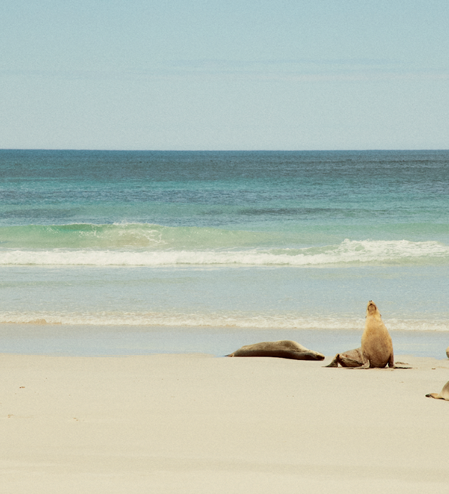 Summer in South Australia