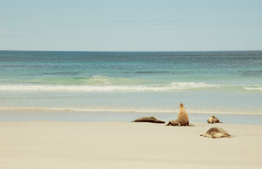 A small group of sealions lazing on the beach at Seal Bay Conservation Park